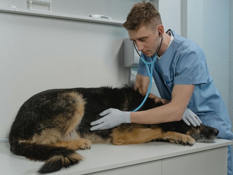 free pet insurance for low income families