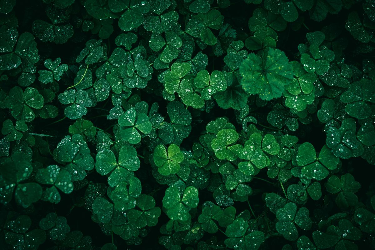 Four Leaf Clover Meaning, Rarity & How to Find One in 2026